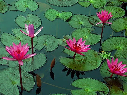 The lotus flower starts as a small flower down at the bottom of a pond in
